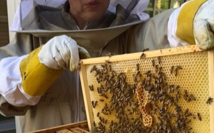 Bikupa med flygande bin och honung